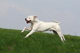 DOGUE ARGENTIN 376